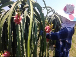 Dragon fruit price unexpectedly triples