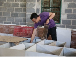Bamboo rats help farmer escape poverty