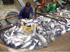 Viet Nam catfish sellers try to conquer home market