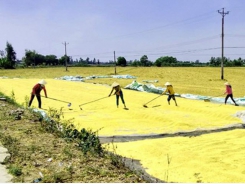 Farmers in Mekong Delta provinces enjoy bumper winter-spring rice crop