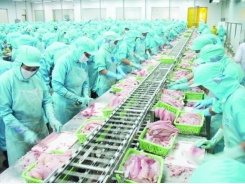 Influences on export, pangasius price falls by nearly half