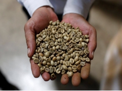 Domestic coffee prices pick up in Vietnam on global cues, tight supplies