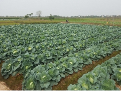 How COVID-19 is affecting northern Vietnamese veggie supplying market