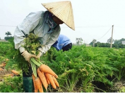 100,000 tons of farm produce stuck in Hai Duong Covid-19 hotspot