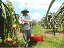 Unexpected increase in dragon fruit prices concerns farmers