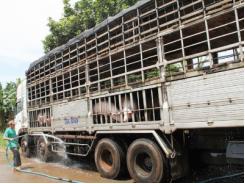 Xuất khẩu lợn sống từ Việt Nam sang Trung Quốc sẽ gặp khó!