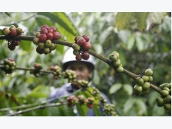 Asia Coffee-Markets quiet; premiums edge lower in Vietnam