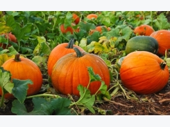 Pumpkin Cultivation Information Guide