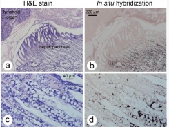 The microsporidian Enterocytozoon hepatopenaei is not the cause of white feces syndrome