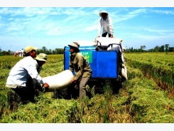 China emerges as Vietnam’s largest fragrant rice importer