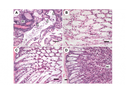 Determination of the infectious nature of the agent of acute hepatopancreatic necrosis