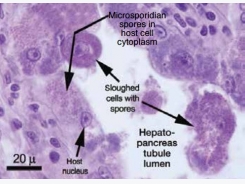 Microsporidian Impacts Shrimp Production – Industry Efforts Address Control Not Eradication