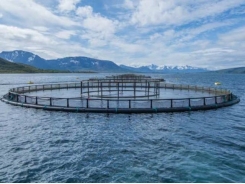 What does the salmon net pen of the future look like?