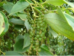 Vietnam to cut black pepper farm area as global prices fall