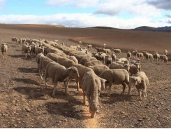 How to keep farming sheep in drought