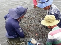 Kien Giang expands shrimp-rice farming area