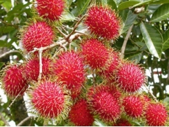 Rambutans going south to satisfy Kiwi appetites