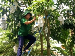 Đồng Tháp to up exports of mangoes by focusing on quality, branding