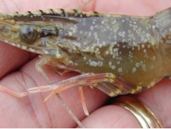 White Spot Disease In Shrimp: How To Support Extensive Shrimp Farmers