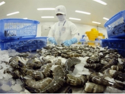 EU tops exports of Việt Nam shrimp