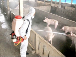 African swine fever presents opportunity for Vietnam’s large-scale livestock enterprises