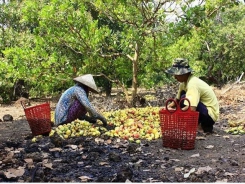 Key cashew growing area suffers continuous crop failures