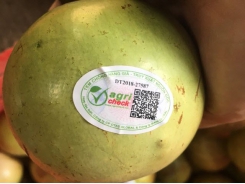 Tan Yen stamps on farm produce for origin traceability