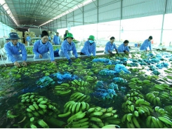 HCM City focus on applying hi-tech in to key agriculture products