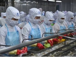 Pandemic has little impact on Việt Nam’s shrimp exports