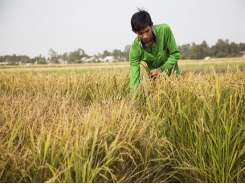 Delta’s “start-up farmer” in search of organic rice