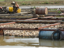 Farmers to move fish cages to prevent them from dying