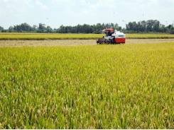 Việt Nam Food Association demands priority clearance for rice stuck at ports