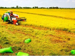 Việt Nam aims to reduce greenhouse gas emissions in rice sector