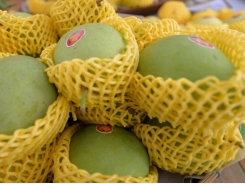 Global market share of Vietnamese mangoes remains modest