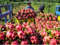 Vietnamese fruit and vegetable businesses seek to meet global demands
