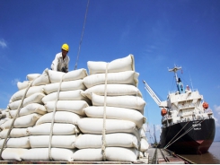 Vietnam’s rice exports to Thailand enjoy sharp increase