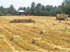 Despite decreasing rice-growing area, farmers still earn profits