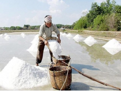 Linkage with enterprises, technological app needed to raise salt farmers' profit