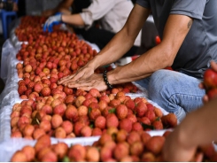 Vietnamese Thieu lychee granted certificate of geographical indication in Japan
