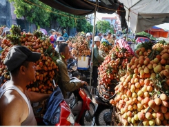 Lychee-growing localities receive preorders from foreign traders