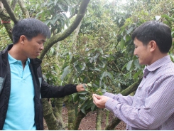 Producing lychee for export: following production process, improving product quality
