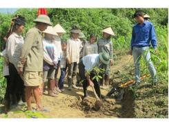 Tập Trung Trồng Mới Cao Su