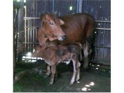 An Giang Lai Tạo Thành Công Giống Bò Red Angus