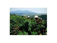 Lâm Đồng tiếp tục triển khai chính sách cho vay tái canh cà phê