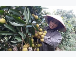 Light crop drives up lychee prices