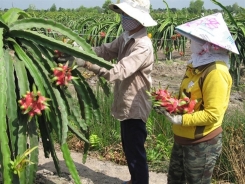 Branding agribusiness commodities for adding value