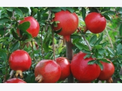 Pomegranate Cultivation Information Guide