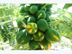 Papaya Farming Information Guide