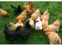 Poultry Farming Information Guide