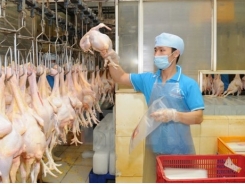 VN seeks to boost livestock product exports